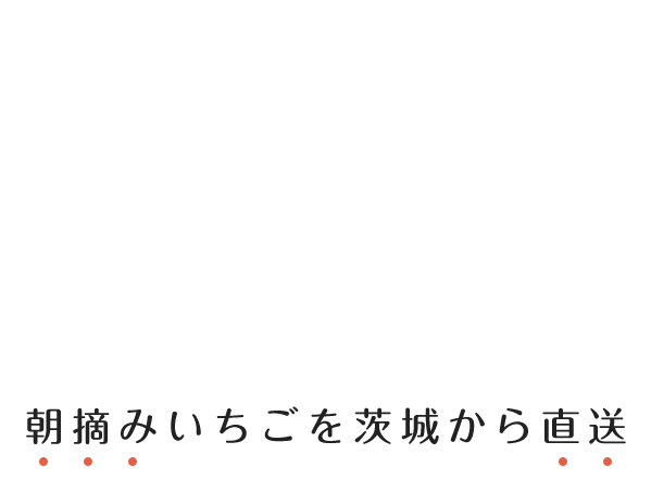 朝摘みいちごを